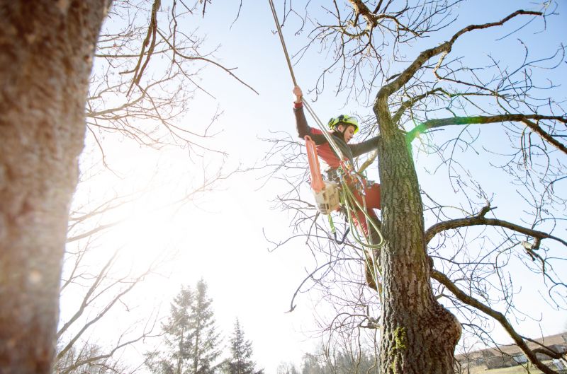 Arborist Tree Service detail