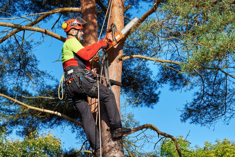 Arborist Tree Service detail