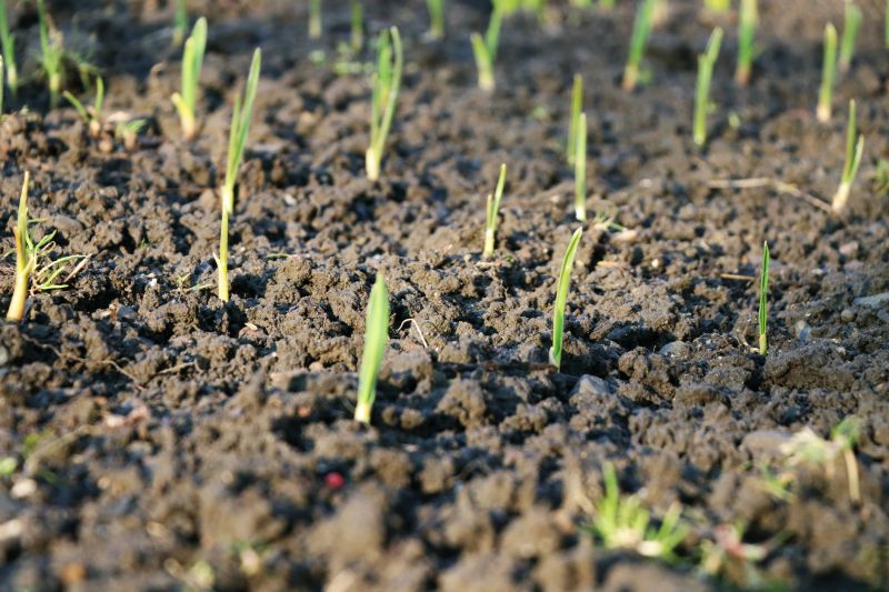 Spring Landscaping in Action