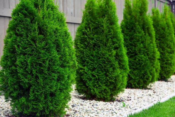 Arborvitae Planting in Gig Harbor