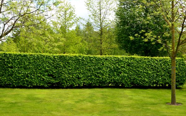 Hedge Planting in Gig Harbor