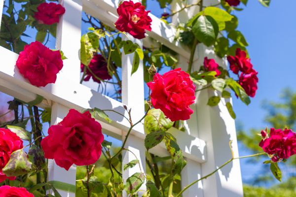 Home Gardening Service in Gig Harbor