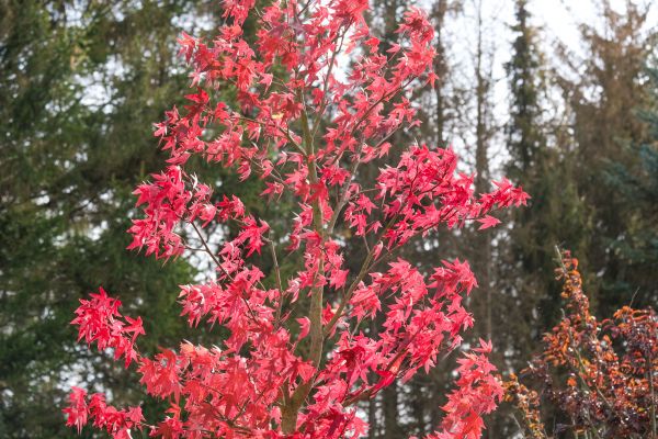 Japanese Maple Planting in Gig Harbor