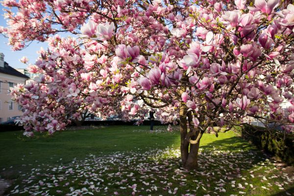 Magnolia Tree Planting in Gig Harbor