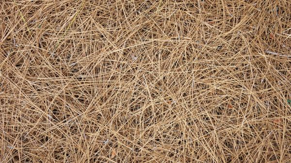 Pine Needles Delivery in Gig Harbor
