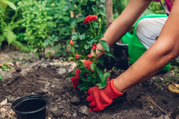 Planting Service in Gig Harbor
