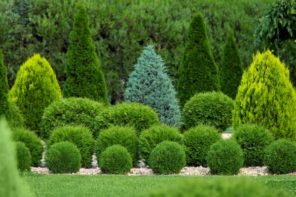 Shrub Replacement in Gig Harbor