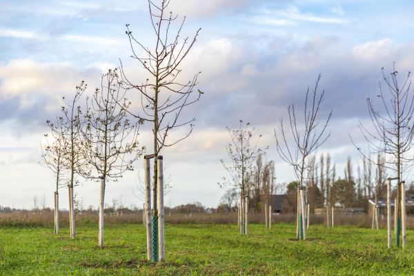 Tree Installation Service in Gig Harbor