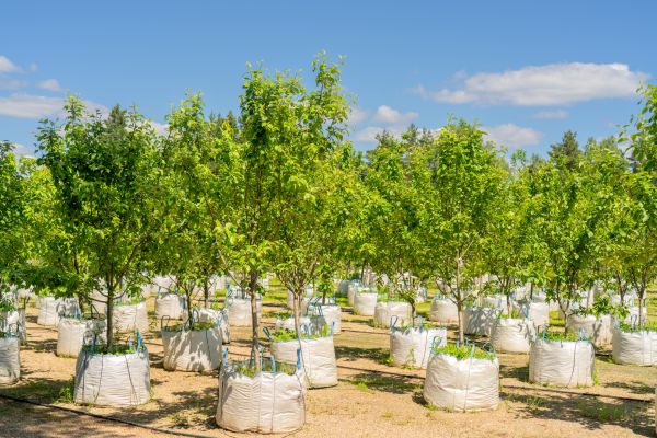 Tree Planting Service in Gig Harbor