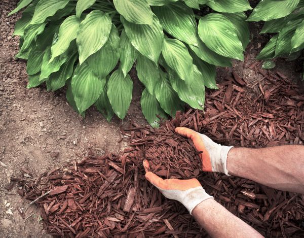 Shredded Mulch Service in Gig Harbor