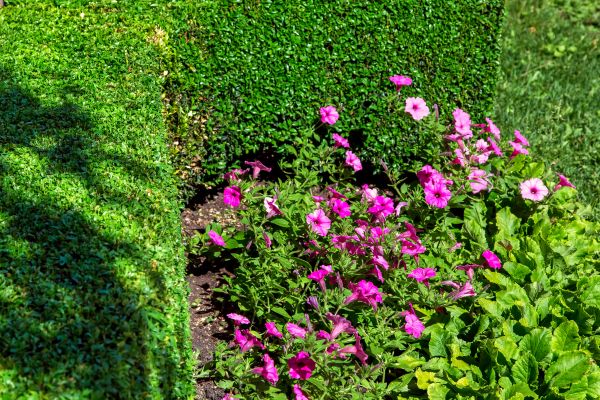 Softscaping Service in Gig Harbor