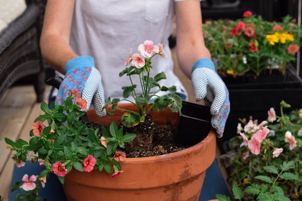 Plant Care Service in Gig Harbor
