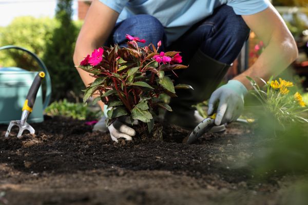 Plant Installation in Gig Harbor