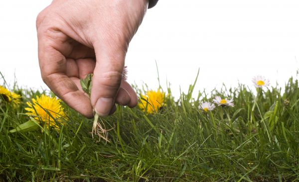 Lawn Weeding in Gig Harbor