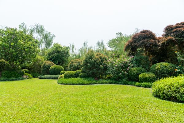 Tree Landscaping in Gig Harbor
