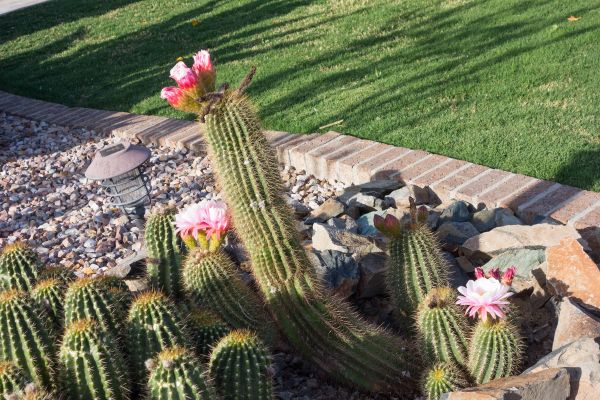 Desert Landscaping in Gig Harbor