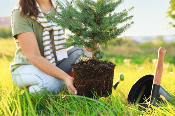 Spruce Tree Planting in Gig Harbor
