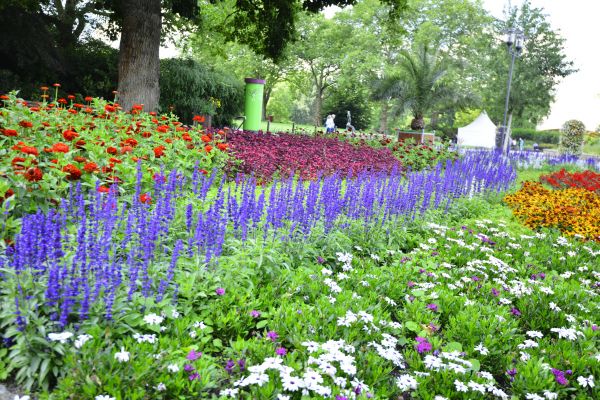 Perennials Planting in Gig Harbor