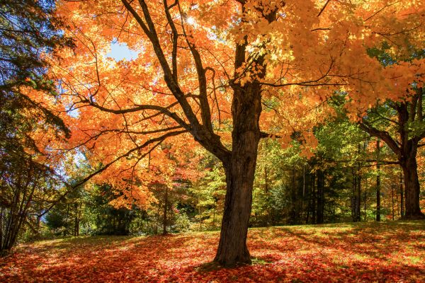 Maple Tree Planting in Gig Harbor