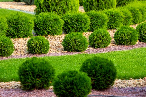 Bush Installation in Gig Harbor