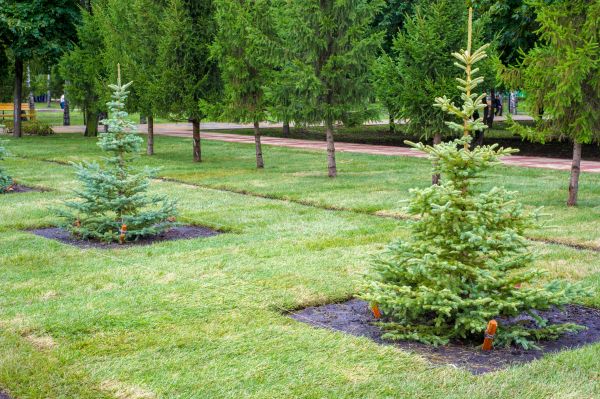 Privacy Trees Planting in Gig Harbor