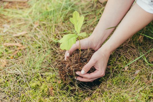 Oak Tree Planting in Gig Harbor