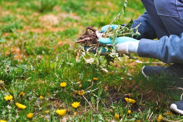 Flower Bed Clearing in Gig Harbor