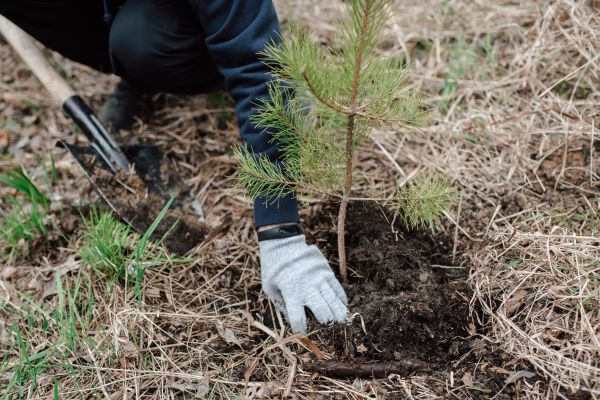 Pine Tree Planting in Gig Harbor