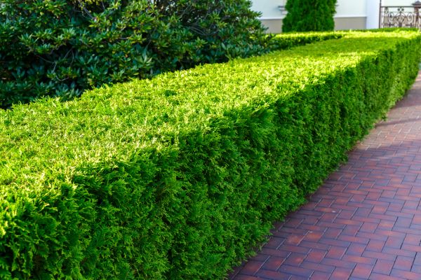Hedge Installation in Gig Harbor