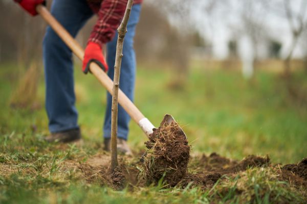 Trees Planting in Gig Harbor