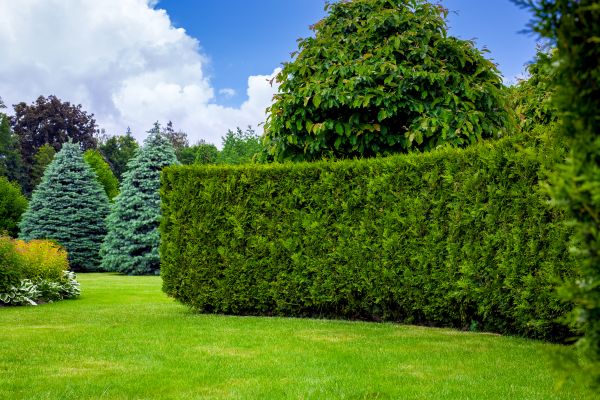Hedge Landscaping in Gig Harbor