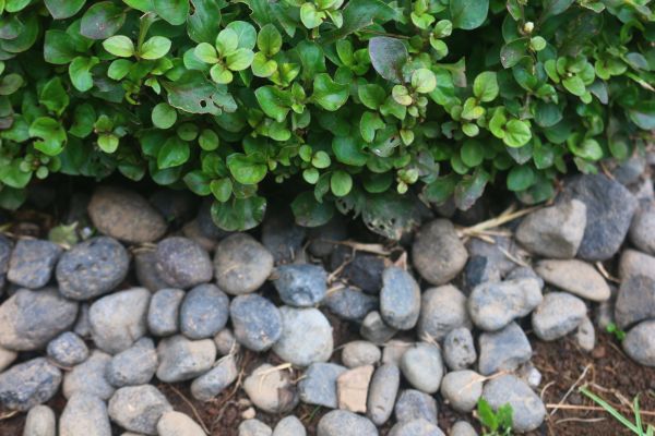 River Stone Installation in Gig Harbor
