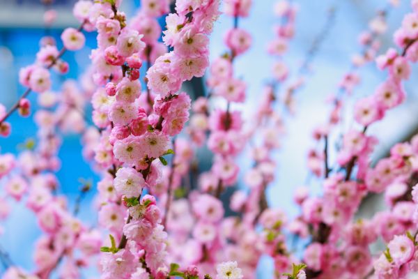 Japanese Cherry Tree Planting in Gig Harbor