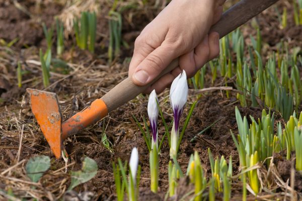 Flower Garden Weeding in Gig Harbor