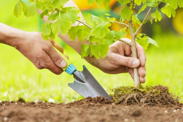 Fruit Tree Planting in Gig Harbor