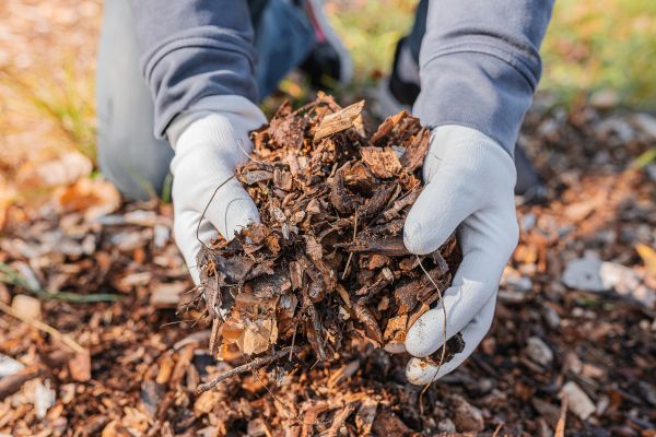 Shredded Mulch Installation in Gig Harbor