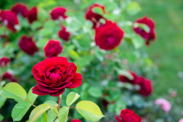 Rose Planting in Gig Harbor