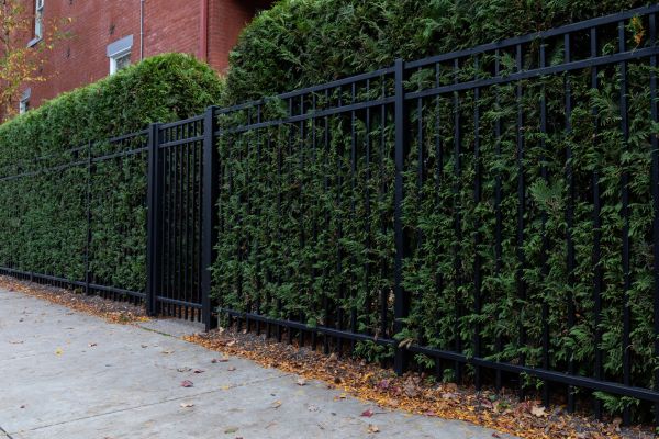 Privacy Hedge Installation in Gig Harbor