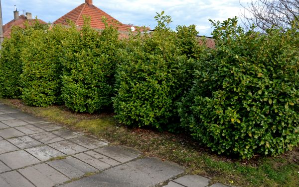 Privacy Shrub Installation in Gig Harbor