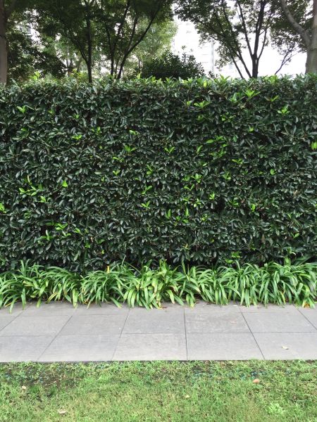 Privacy Shrub Planting in Gig Harbor