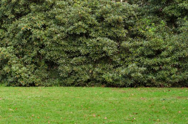 Privacy Hedge Planting in Gig Harbor