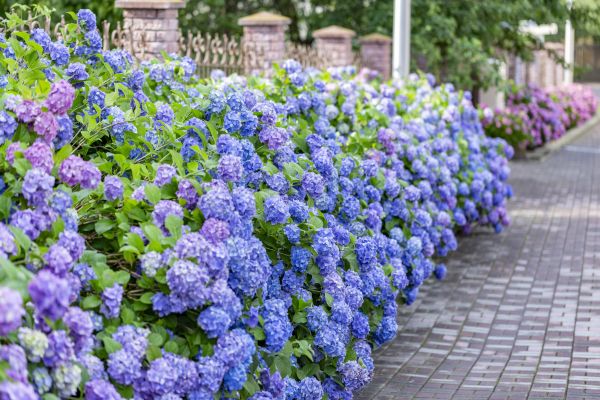 Hydrangea Landscaping in Gig Harbor