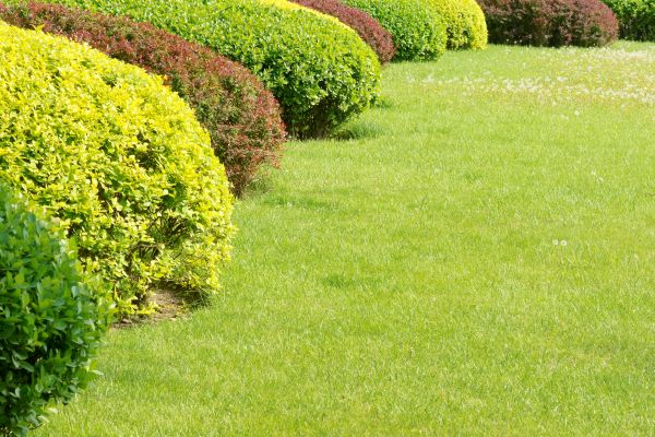 Shrubbery Planting in Gig Harbor