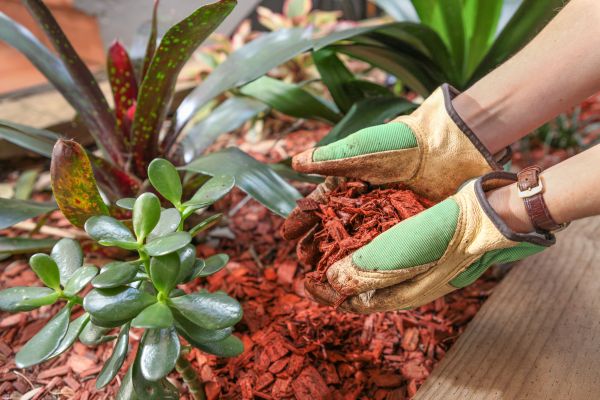 Cedar Mulch Installation in Gig Harbor