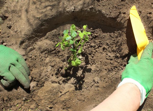 Rose Bush Planting in Gig Harbor