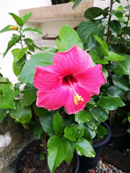 Hibiscus Planting in Gig Harbor