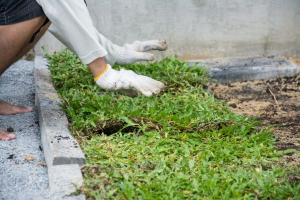 Ground Cover Planting in Gig Harbor