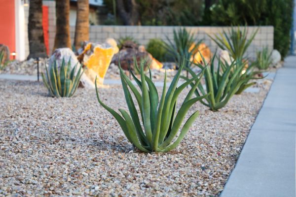 Drought Resistant Landscaping in Gig Harbor