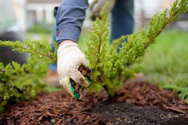 Church Mulching in Gig Harbor