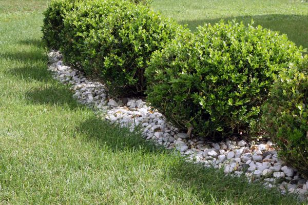 Boxwood Planting in Gig Harbor